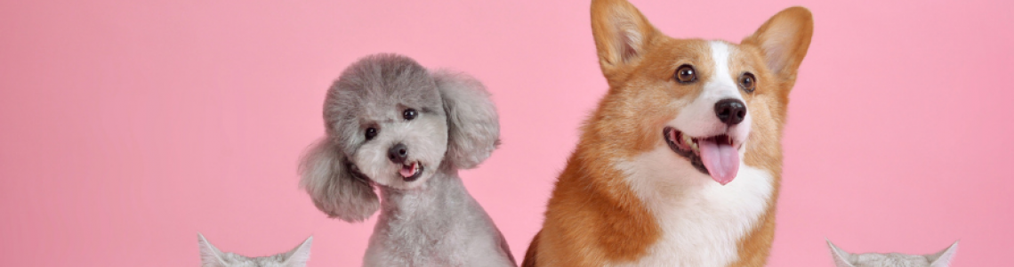 Evcil Dostlarınız İçin En İyi Pet Shop Seçenekler Evcil Dostlarınız İçin En İyi Pet Shop Seçenekler