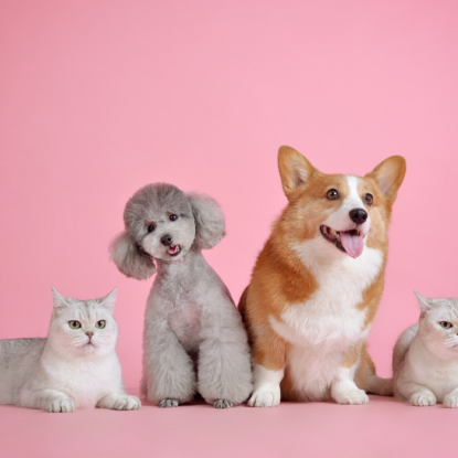 Evcil Dostlarınız İçin En İyi Pet Shop Seçenekler Evcil Dostlarınız İçin En İyi Pet Shop Seçenekler